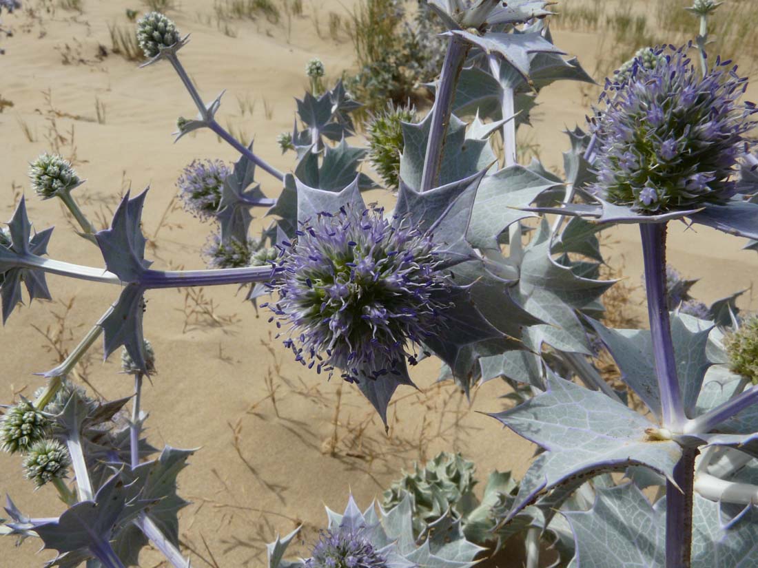 Eryngium maritimum / Calcatreppola marittima